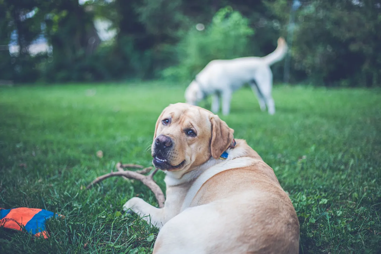 Two Labrador Retrievers enjoying a sunny day in the garden.