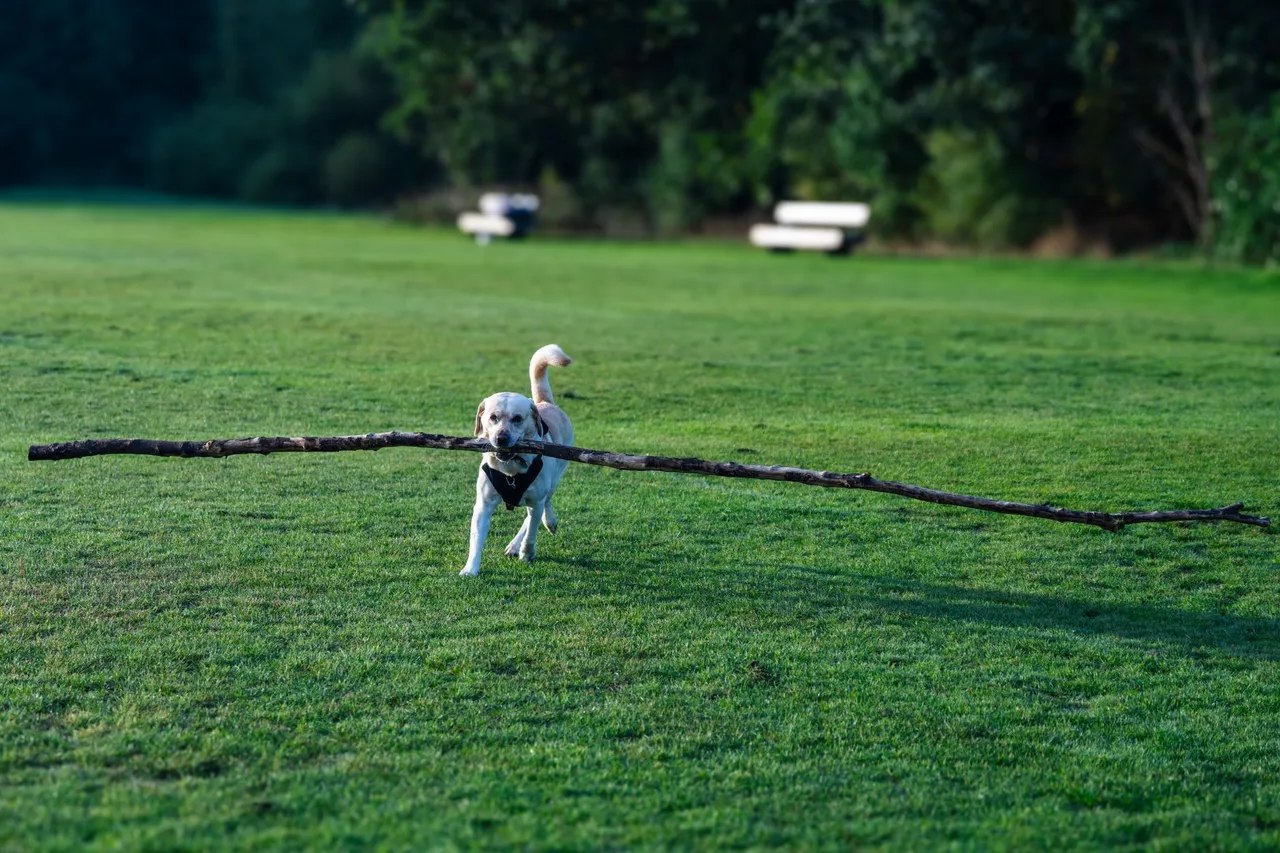 Labrador retriever joyfully carrying a large stick in a scenic outdoor park.